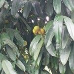 Garcinia xishuanbannaensisΦύλλο