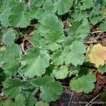 Heuchera rubescens Celota