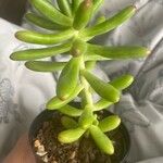 Sedum pachyphyllum List