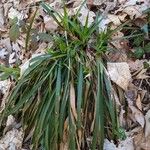 Carex sylvatica Blatt