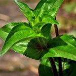 Zinnia peruviana Leaf