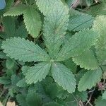 Potentilla nepalensis Hoja