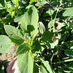 Chenopodium albumYaprak