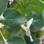 Croton flavens Leaf