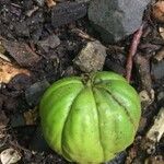 Carya glabra Fruit