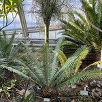 Encephalartos villosus Hábitos