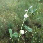 Trifolium tomentosum Hábito