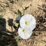 Convolvulus arvensisᱵᱟᱦᱟ