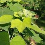 Hibiscus mutabilis Foglia