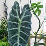 Alocasia longiloba Ліст