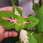 Solenostemon scutellarioidesЛисток