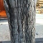 Stenocarpus sinuatus Kéreg/szár