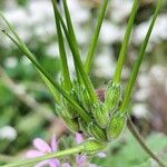 Erodium moschatum Fruit