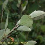 Cotoneaster uniflorus Diğer