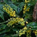 Berberis bealei Λουλούδι