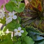 Bacopa repens Bloem