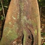 Xylopia pulcherrima Corteza