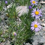 Erigeron elegantulus Habitatea