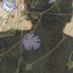 Lomelosia argentea Kvet