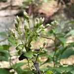 Mikania scandens Flower