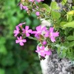 Erinus alpinus Flower