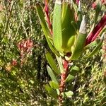 Leucadendron salignum Folha