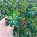 Hypericum kouytchense Likasa