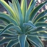 Agave demeesteriana Habitus