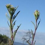 Plantago afra Ŝelo