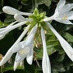 Hosta plantaginea Blomma