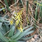 Deuterocohnia longipetala Flower