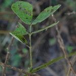 Senna obtusifolia Levél