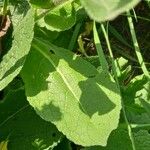 Verbascum nigrum Folha