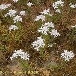 Iberis procumbens Libunga