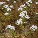 Iberis procumbens Natur