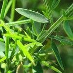 Genista falcata Hoja