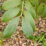 Viburnum sieboldii Φύλλο