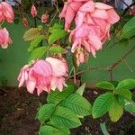 Mussaenda philippica Fuelha