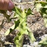 Solanum dimidiatum برگ