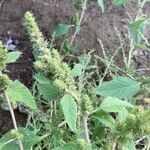 Amaranthus hybridus 花