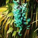 Strongylodon macrobotrys Flor