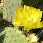 Opuntia littoralis Žiedas