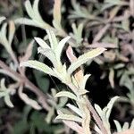 Cistus parviflorus Feuille