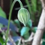 Callianthe picta Flor
