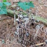 Monotropa uniflora Flower