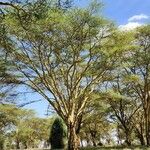 Vachellia xanthophloea Blatt