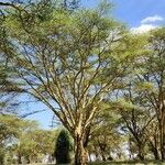 Vachellia xanthophloea Hoja