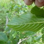 Rhamnus alpina برگ