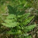 Dryopteris carthusiana برگ