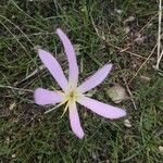 Colchicum montanum Kwiat